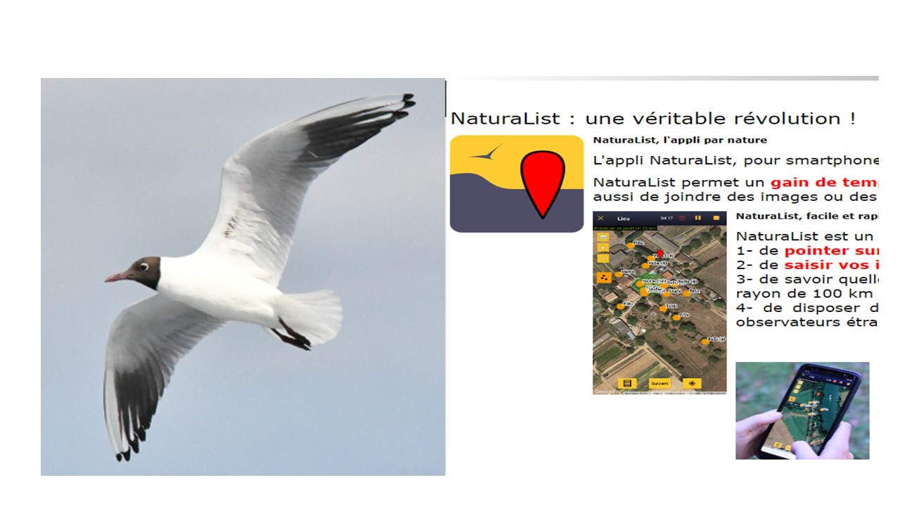 Mouette rieuse (photo cécilia Fridlender) et comptage, un oiseau, une donnée